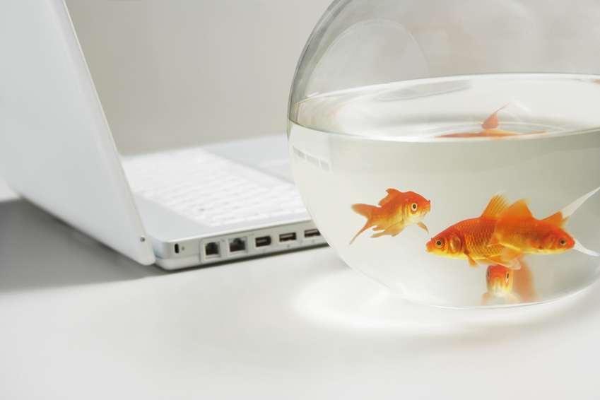 Coworking : le bocal fait le poisson !