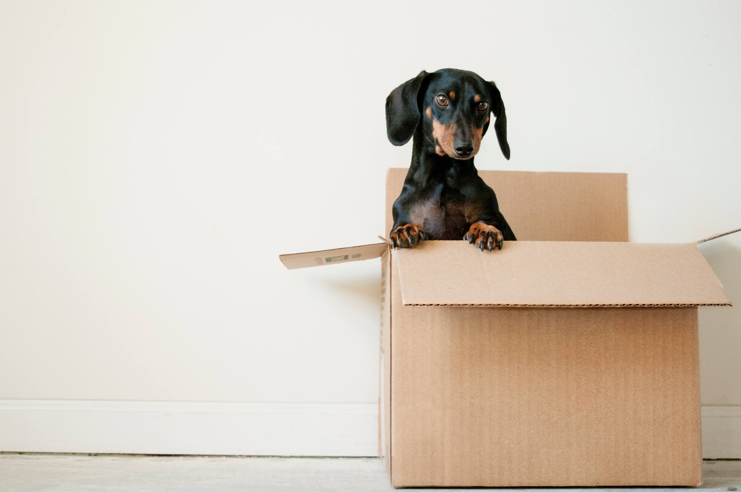 Amener son chien au bureau, une idée qui a du flair