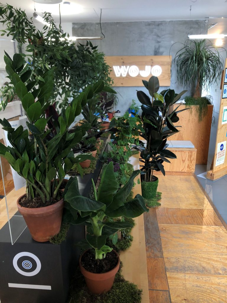 Plantes de bureau